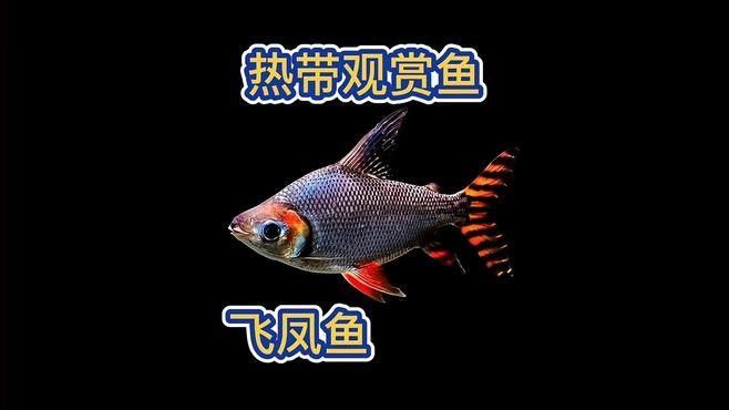 飛鳳和龍魚混養怎么喂食