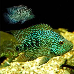 龍魚跟鯊魚混養會怎么樣：關于龍魚混養的問題
