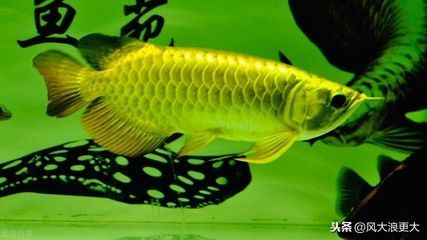 金龍魚一般多大：金龍魚的大小可以根據其生活環境不同而有所差異