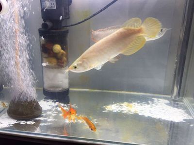 金龍魚一般多大：金龍魚的大小可以根據其生活環境不同而有所差異