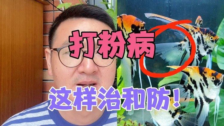 龍魚打粉病的癥狀有哪些？ 龍魚打粉病的癥狀有哪些？ 龍魚百科 第1張