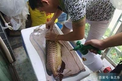 龍魚做掉眼手術血管剪破會怎樣：如何預防龍魚掉眼現象