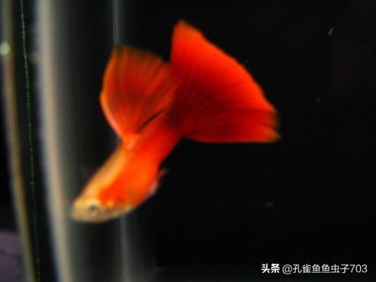 <strong><mark>杭州</mark></strong>龍魚(yú)批發(fā)市場(chǎng)營(yíng)業(yè)時(shí)間是幾點(diǎn)