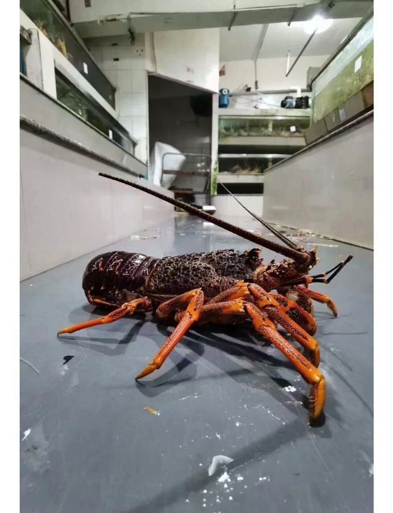 美國紅龍和澳龍區別 美國紅龍和澳龍區別 龍魚百科 第2張