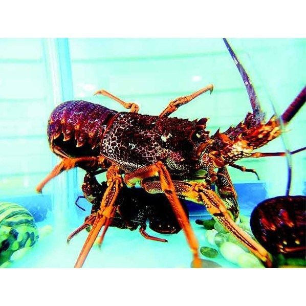 美國紅龍和澳龍區別 美國紅龍和澳龍區別 龍魚百科 第10張