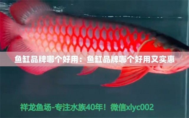 質(zhì)量好的魚缸品牌有哪些名字，魚缸品牌性價(jià)比排行 質(zhì)量好的魚缸品牌有哪些名字，魚缸品牌性價(jià)比排行 龍魚百科 第3張