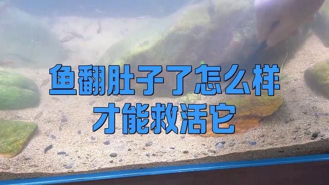 金龍魚翻身如何手動(dòng)扶正？
