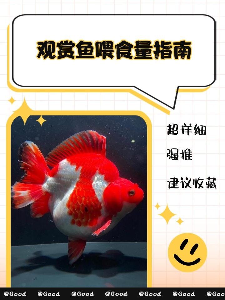 龍魚(yú)混養(yǎng)的最佳搭配是什么魚(yú)：龍魚(yú)混養(yǎng)的最佳搭配