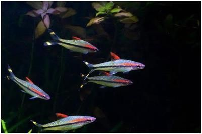 銀龍魚趴缸的原因及解決方法：銀龍魚在魚缸里上下亂竄的原因及處理方法 銀龍魚趴缸的原因及解決方法：銀龍魚在魚缸里上下亂竄的原因及處理方法 龍魚百科 第3張