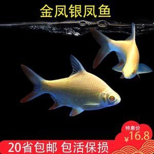 紅龍魚和虎魚混養(yǎng)用黑底還是白底，有以下幾點(diǎn)建議：：紅龍魚和虎魚混養(yǎng)用什么底色的魚缸