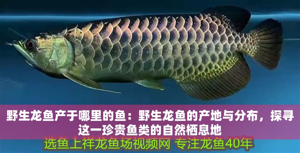 野生龍魚產于哪里的魚：野生龍魚的產地與分布，探尋這一珍貴魚類的自然棲息地