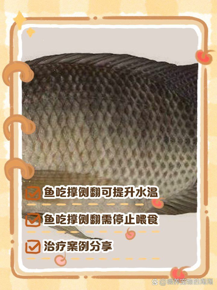 雷龍魚吃撐了應急處理 龍魚百科 第6張 雷龍魚吃撐了應急處理 雷龍魚吃撐了應急處理 龍魚百科 第6張