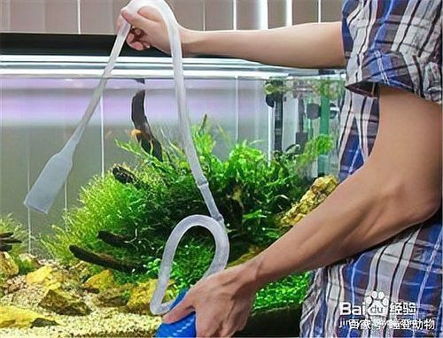 雷龍魚吃撐了應急處理 龍魚百科 第10張 雷龍魚吃撐了應急處理 雷龍魚吃撐了應急處理 龍魚百科 第10張