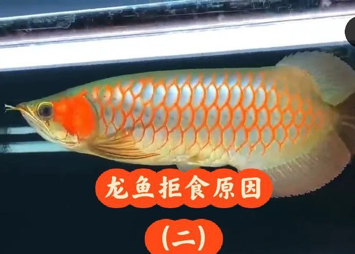 雷龍魚吃撐了應急處理 龍魚百科 第8張 雷龍魚吃撐了應急處理 雷龍魚吃撐了應急處理 龍魚百科 第8張
