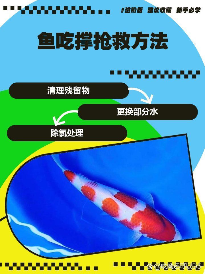 雷龍魚吃撐了應急處理 龍魚百科 第12張 雷龍魚吃撐了應急處理 雷龍魚吃撐了應急處理 龍魚百科 第12張