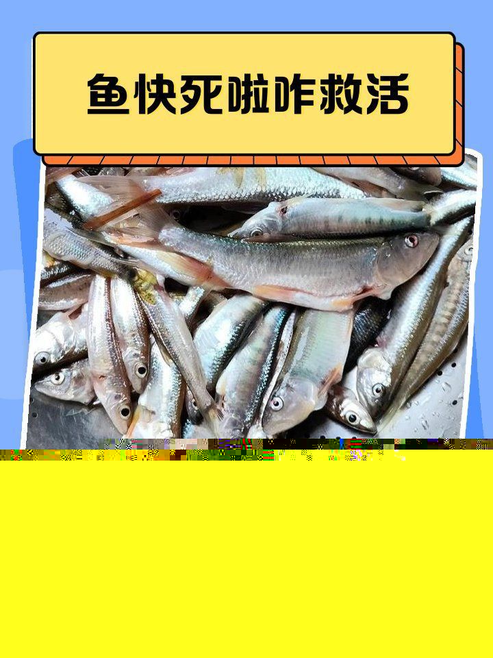 雷龍魚吃撐了應急處理 龍魚百科 第14張 雷龍魚吃撐了應急處理 雷龍魚吃撐了應急處理 龍魚百科 第14張