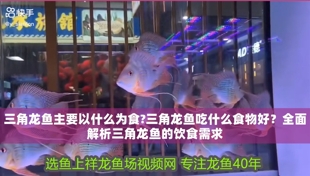 三角龍魚主要以什么為食?三角龍魚吃什么食物好？全面解析三角龍魚的飲食需求