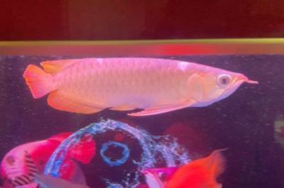 50公分的紅龍魚不紅怎么辦：50公分的紅龍魚不紅的原因和解決方法和解決方法
