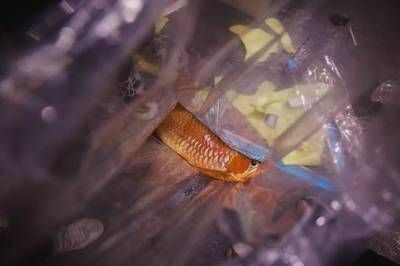 紅龍魚頭歪了怎么辦（紅龍魚頭歪可能由多種因素引起但不限于環境因素引起）