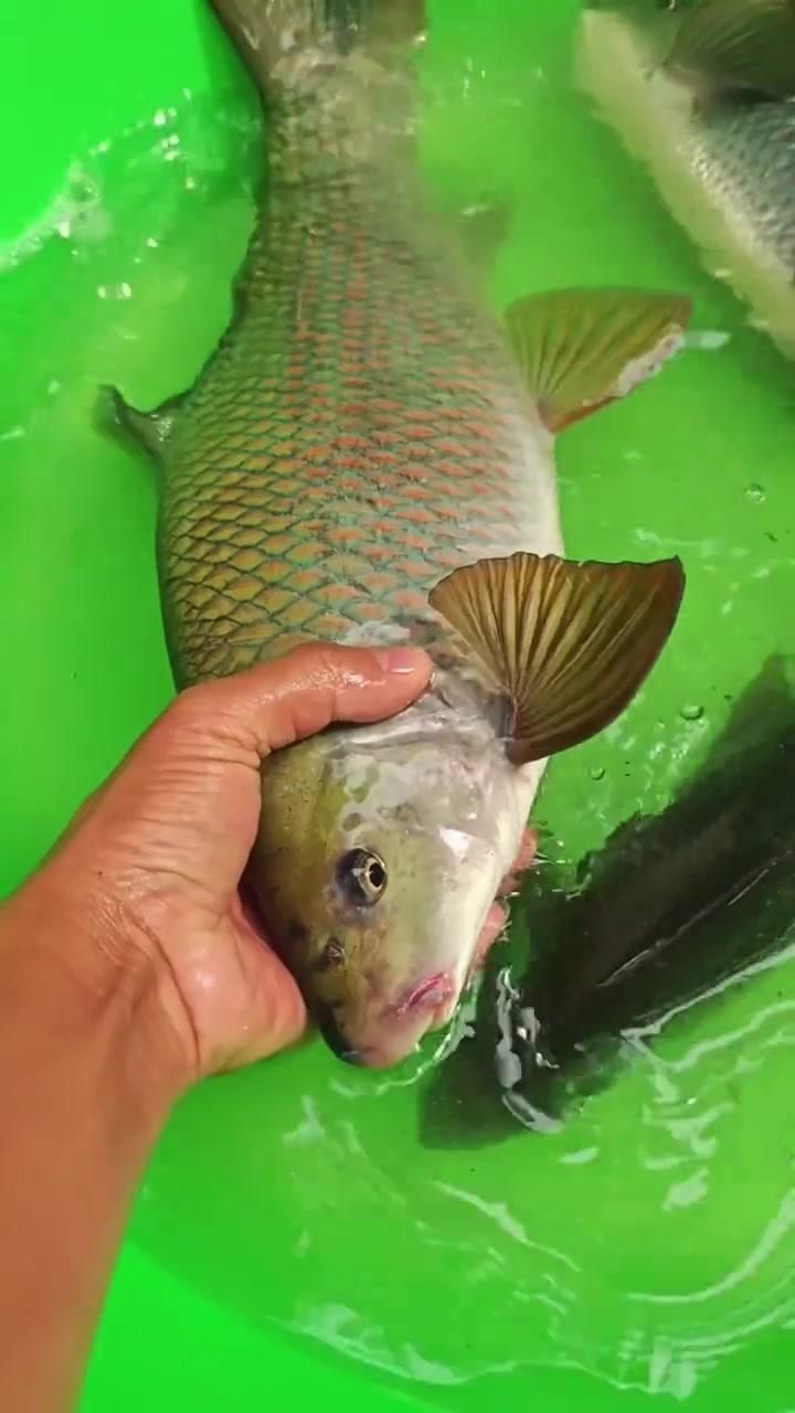 鯪魚品種介紹