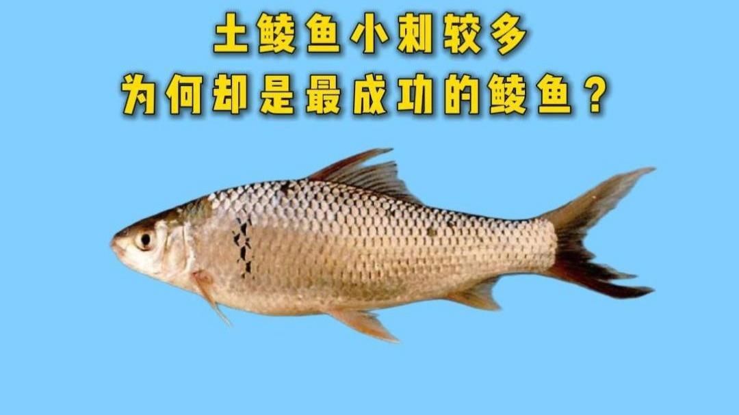 鯪魚品種介紹