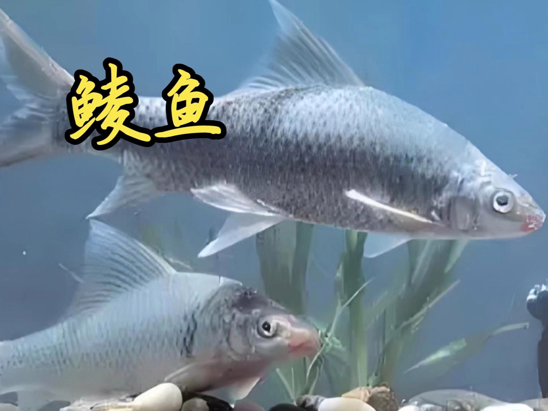 鯪魚品種介紹