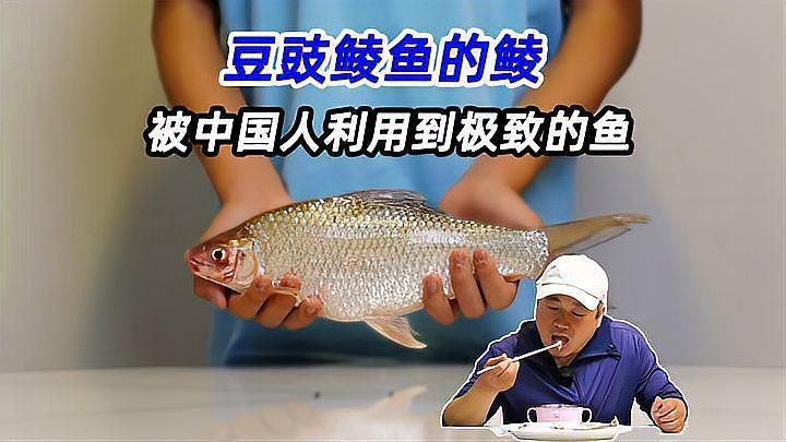 鯪魚品種介紹