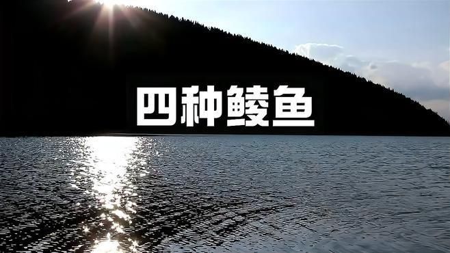 鯪魚品種介紹