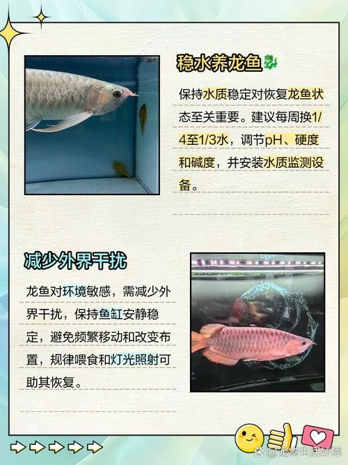 龍魚最終都會掉眼嘛圖片 龍魚百科 第31張 龍魚最終都會掉眼嘛圖片 龍魚最終都會掉眼嘛圖片 龍魚百科 第31張