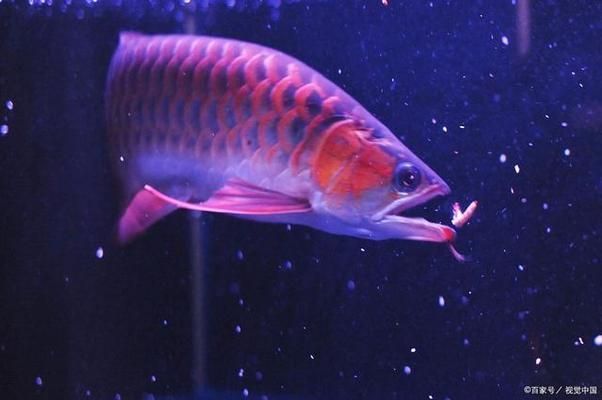 龍魚要經常換水嗎（關于龍魚換水的一些詳細信息） 龍魚要經常換水嗎（關于龍魚換水的一些詳細信息） 龍魚百科 第4張