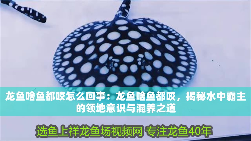 龍魚啥魚都咬怎么回事：龍魚啥魚都咬，揭秘水中霸主的領(lǐng)地意識與混養(yǎng)之道