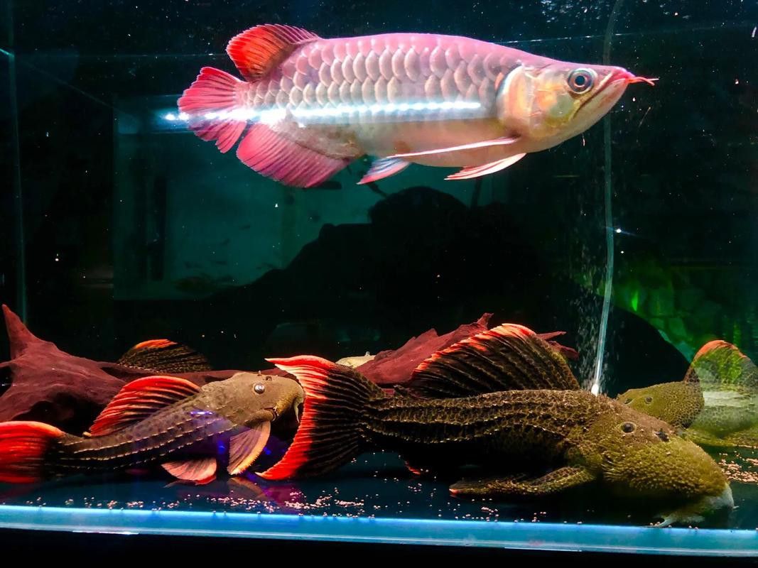 給我一張福龍王魚的高清圖片