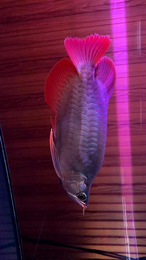 給我一張福龍王魚的高清圖片