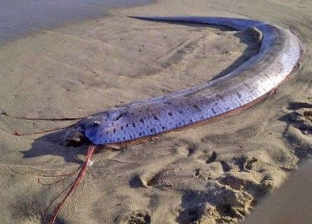 給我一張福龍王魚的高清圖片