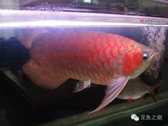 給我一張福龍王魚的高清圖片