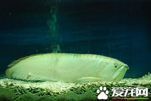 龍魚水涼了翻身怎么處理：龍魚在水涼時會翻身，如何預防龍魚翻肚急救措施