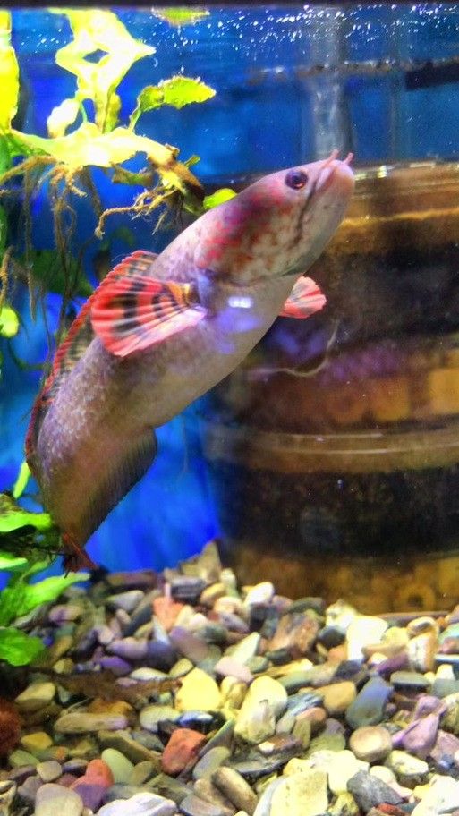 七彩雷龍魚公母顏色區別