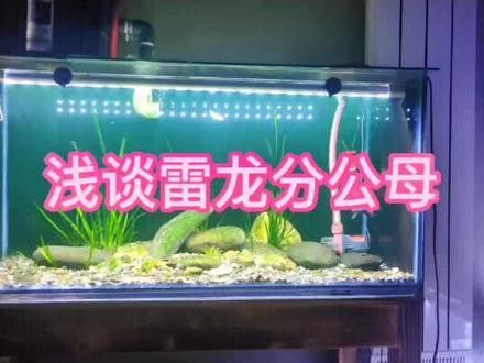 七彩雷龍魚公母顏色區別
