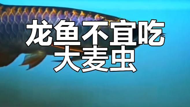 哪些昆蟲不適合喂龍魚？ 哪些昆蟲不適合喂龍魚？ 龍魚百科 第2張