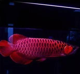 皇宮vip龍魚是辣椒血紅龍嗎【皇宮vip龍魚與辣椒血紅龍的區別】