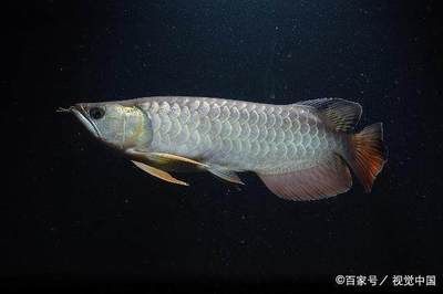 金龍魚的知識介紹：金龍魚是一種什么樣的觀賞魚 金龍魚的知識介紹：金龍魚是一種什么樣的觀賞魚 龍魚百科 第3張