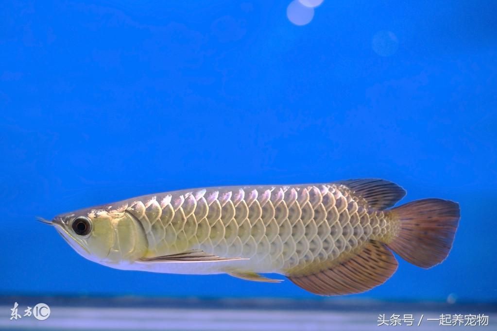 金龍魚的知識介紹：金龍魚是一種什么樣的觀賞魚 金龍魚的知識介紹：金龍魚是一種什么樣的觀賞魚 龍魚百科 第2張