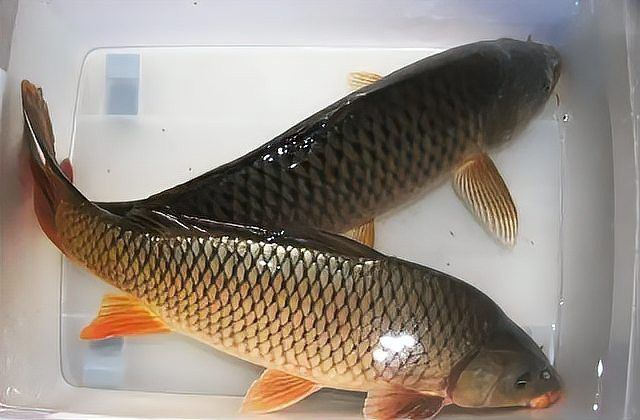 哪些地區有雷龍魚不吉利的信仰？ 哪些地區有雷龍魚不吉利的信仰？ 龍魚百科 第1張