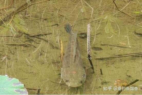 哪些地區有雷龍魚不吉利的信仰？ 哪些地區有雷龍魚不吉利的信仰？ 龍魚百科 第3張