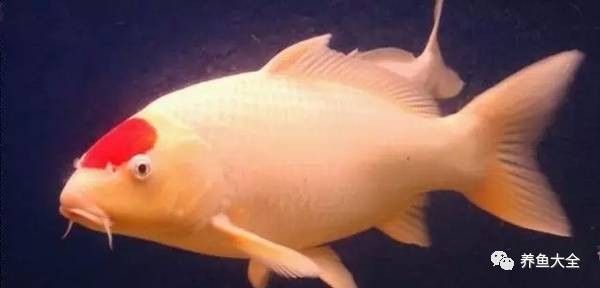 龍魚是不是保護動物之一 龍魚是不是保護動物之一 龍魚百科 第1張