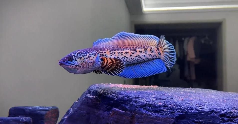 星點雷龍魚圖片