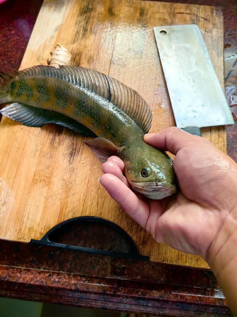 星點雷龍魚圖片