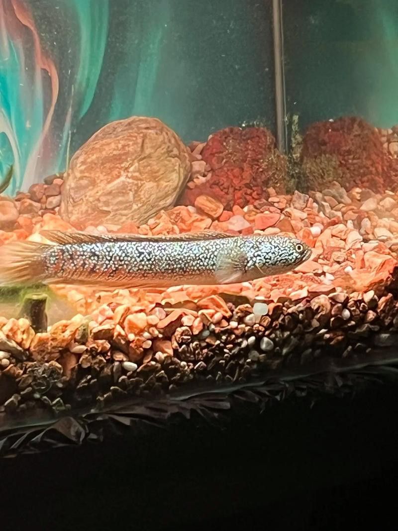 星點雷龍魚圖片