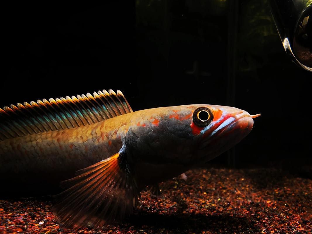 星點雷龍魚圖片