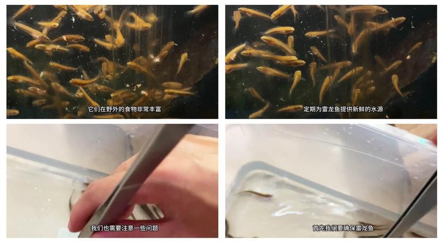 星點雷龍魚圖片